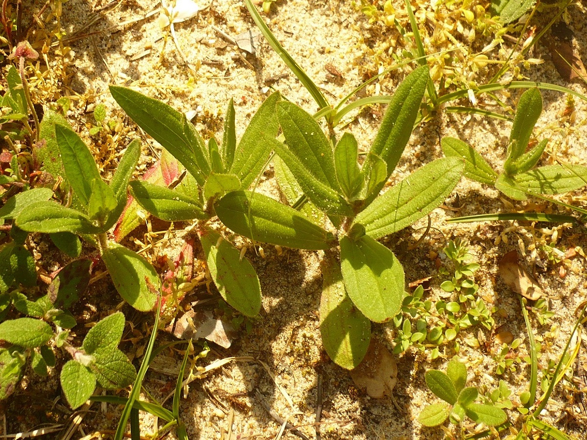Tuberaria guttata (Cistaceae)